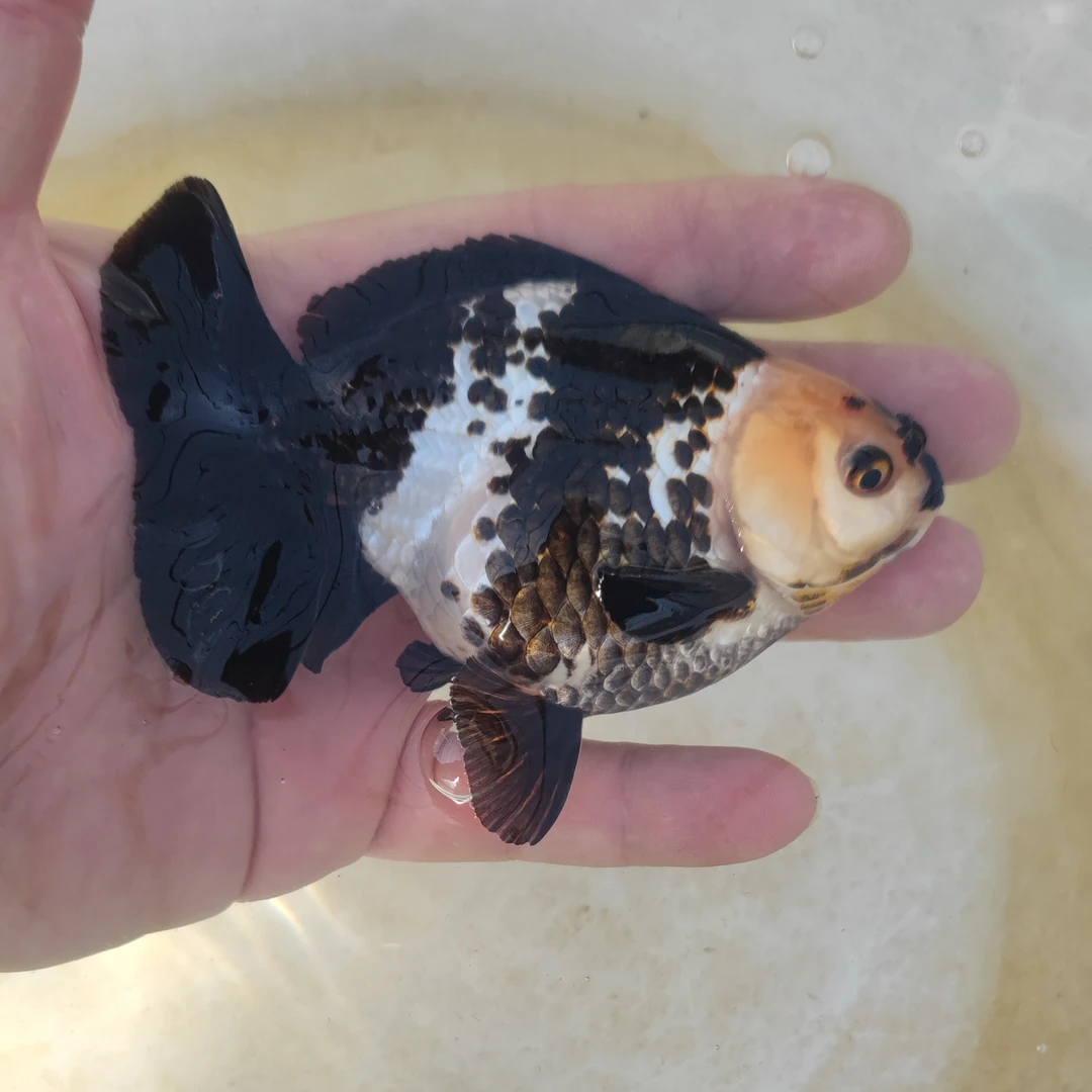 金鱼 观赏鱼 黑白玛丽