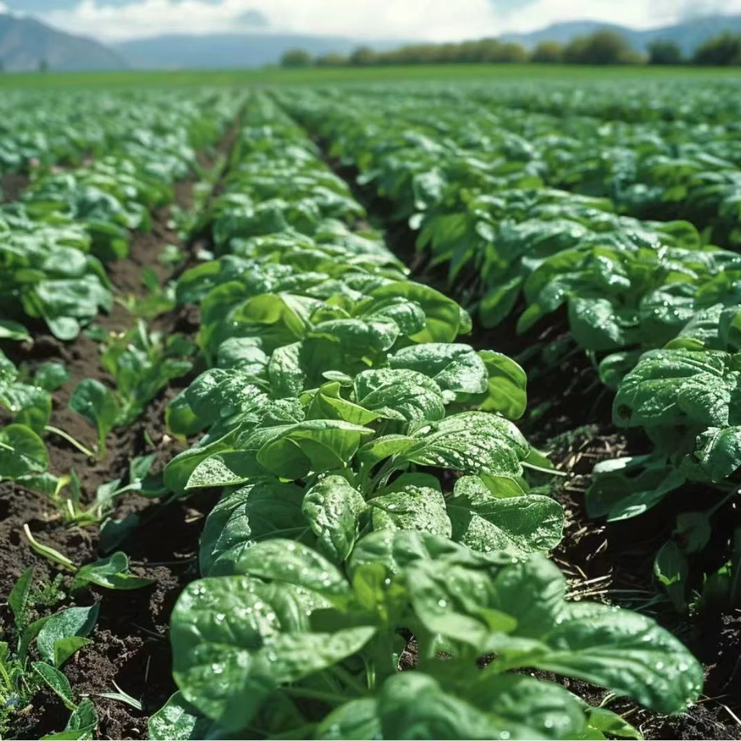 【趴地菠菜种子】四季地趴菠菜阳台花盆上可种菠菜夏季耐热种子夏季