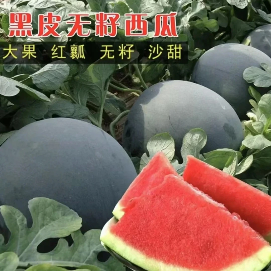 【黑皮无籽西瓜】适应性强四季种植西瓜种子懒人种植