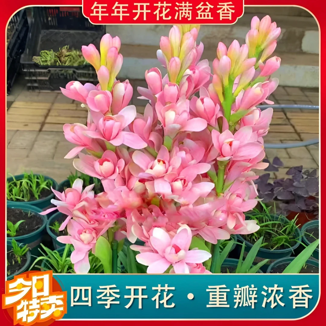 重瓣晚香玉浓香四季开花多年生盆栽花卉阳台庭院大球
