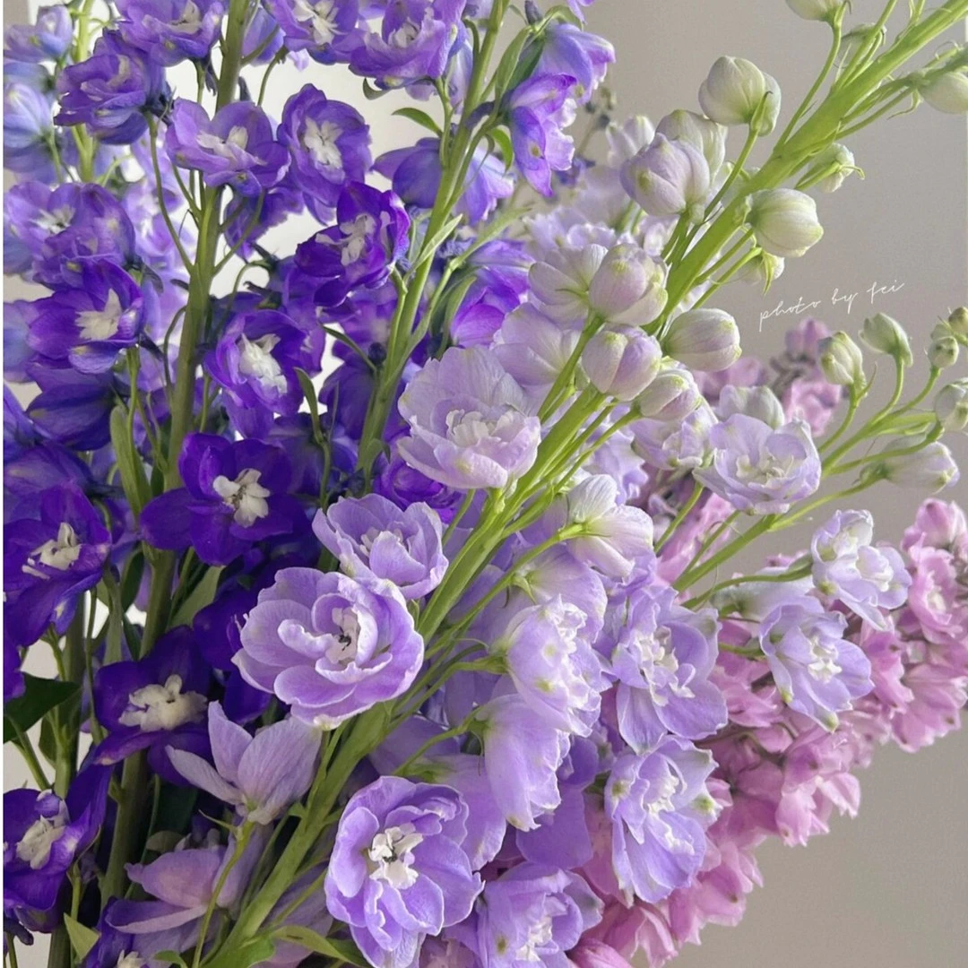 重瓣大花飞燕草多年生耐寒春秋种植阳台盆栽花海打造小院花卉种子