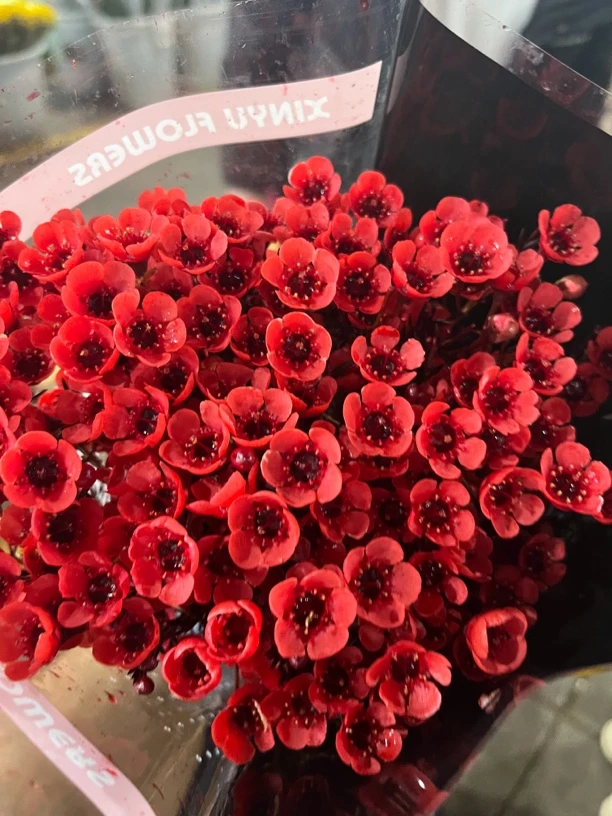 云南宛安鲜花【澳洲腊梅】大花顺丰零下温度不拍保温棉冻坏不售后