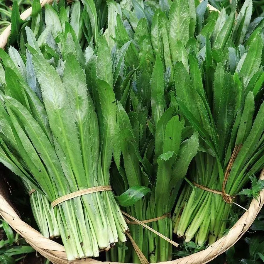 云南新鲜蔬菜老缅芫荽香料新鲜采摘现发绿色大香菜泰国食用缅芫荽