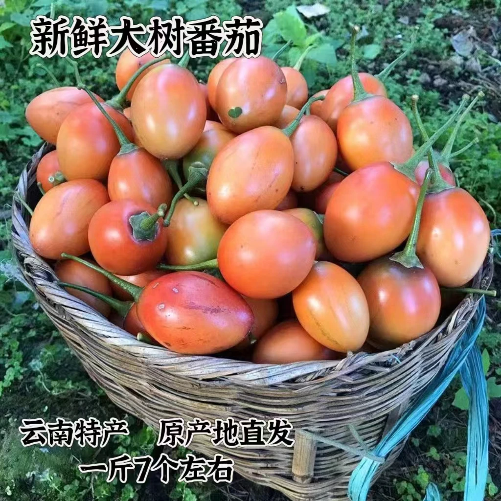 大树番茄洋酸茄云南德宏酸茄鸡蛋果农产品时令新鲜蔬菜傣味洋番茄