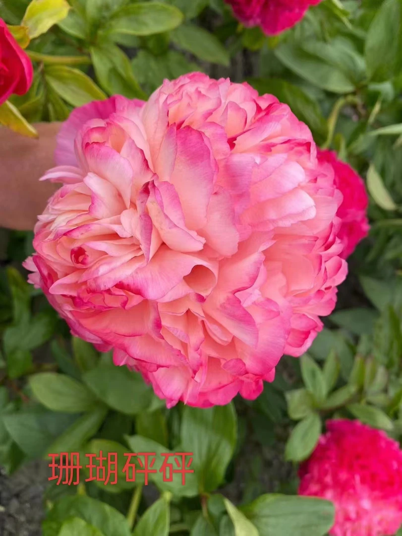 【珊瑚砰砰】荷兰进口芍药 荷兰  高端稀有品种