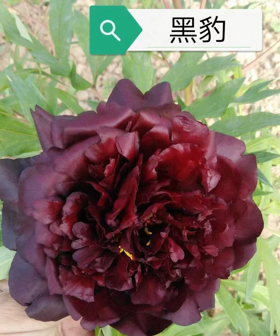 观赏牡丹花大色艳 重瓣大花 （包对版）