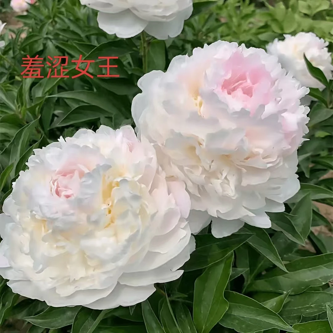 进口芍药【羞涩女王】秋天发苗先发肥料