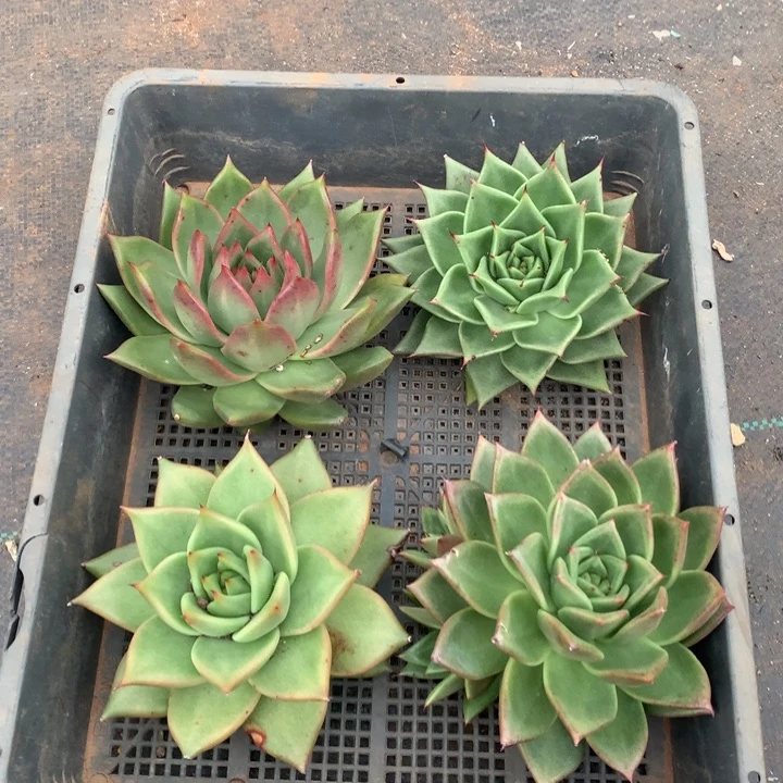 东云组拍1101-157