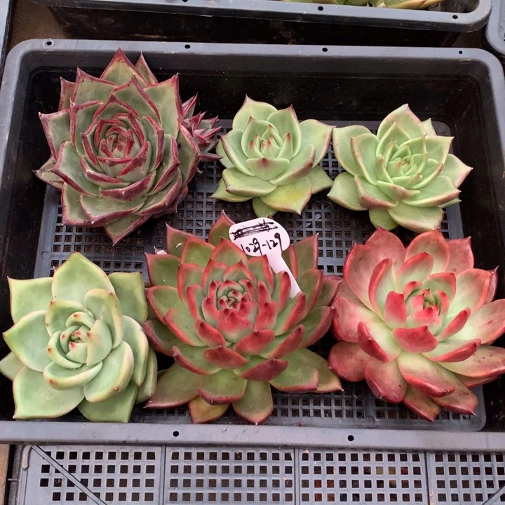 东云组拍1029-129