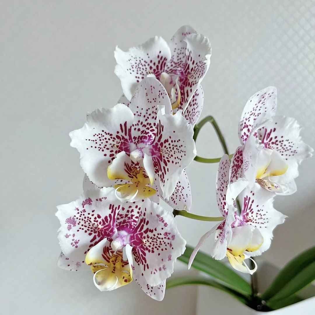 【新枫叶两眼】2.8网红蝴蝶兰有机率返祖