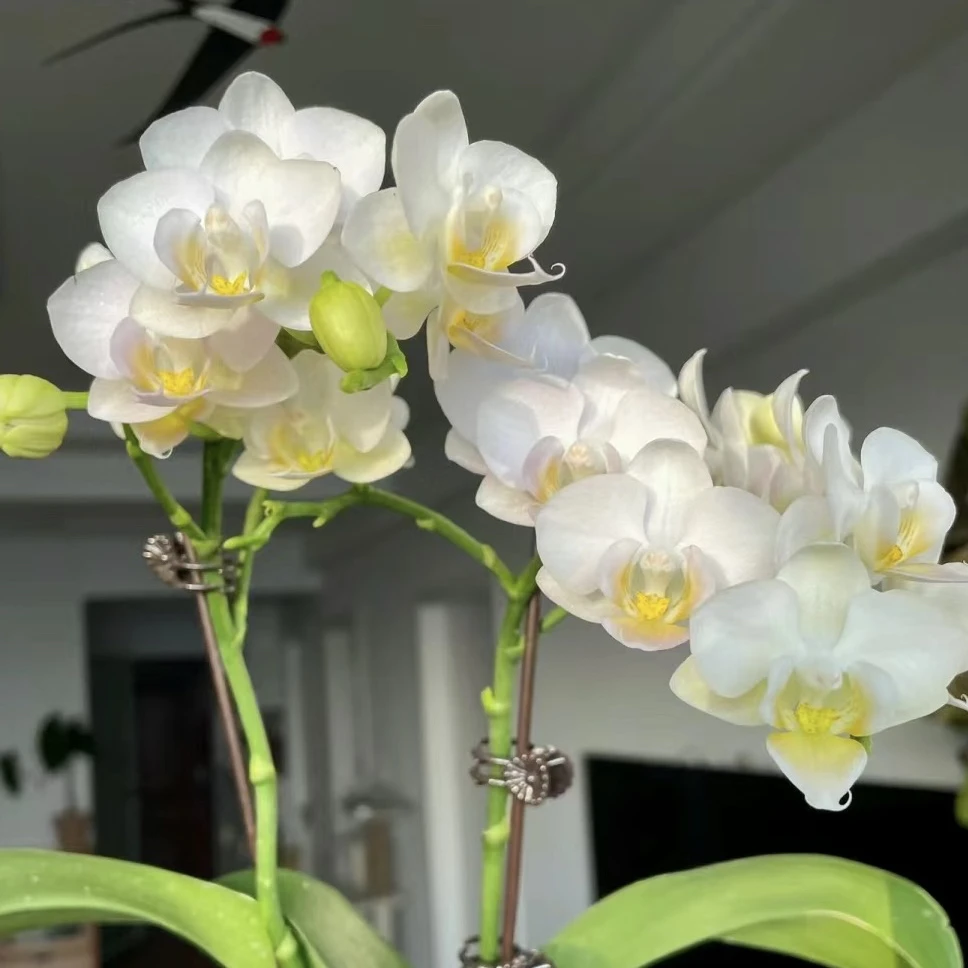 【勃艮第】【蝴蝶兰】花量大花卉蝴蝶兰桌面阳台苗
