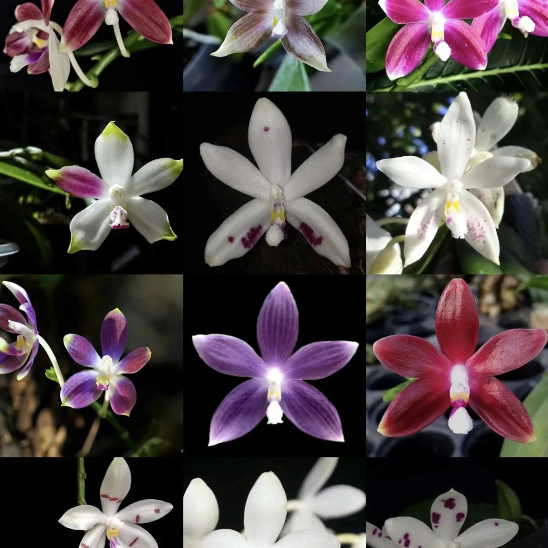 【盲盒】原生浓香高货趣味蝶蝴蝶兰