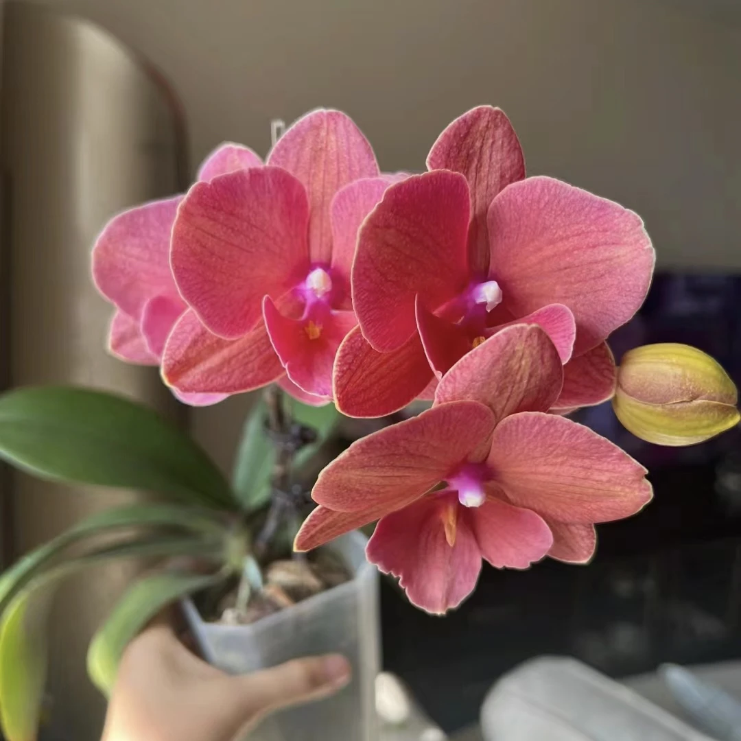 【三文鱼】【蝴蝶兰】好看买它长花期花卉蝴蝶兰桌面阳台苗