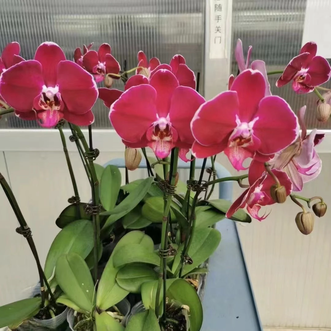 需凑单【蝴蝶兰】【黑玫瑰】大花红花高级带桌展示花卉盆景基地