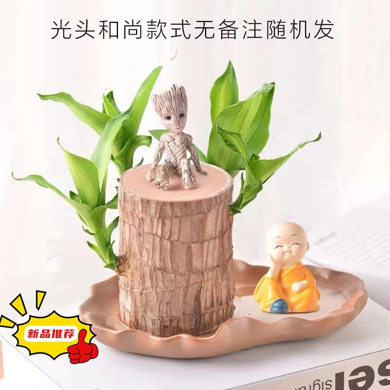 【巴西木水养幸运木】绿植花卉客厅办公摆件盆栽懒人网红格鲁特