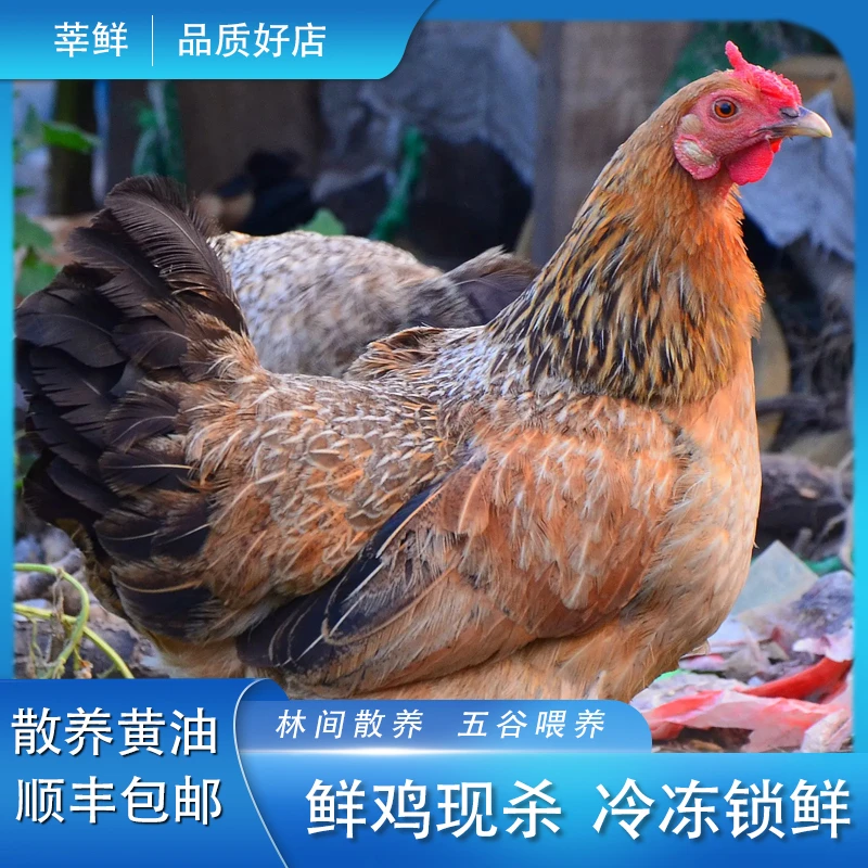 生态散养鲜嫩黄油老母鸡肉质鲜嫩两只装（净重约1250g每只）