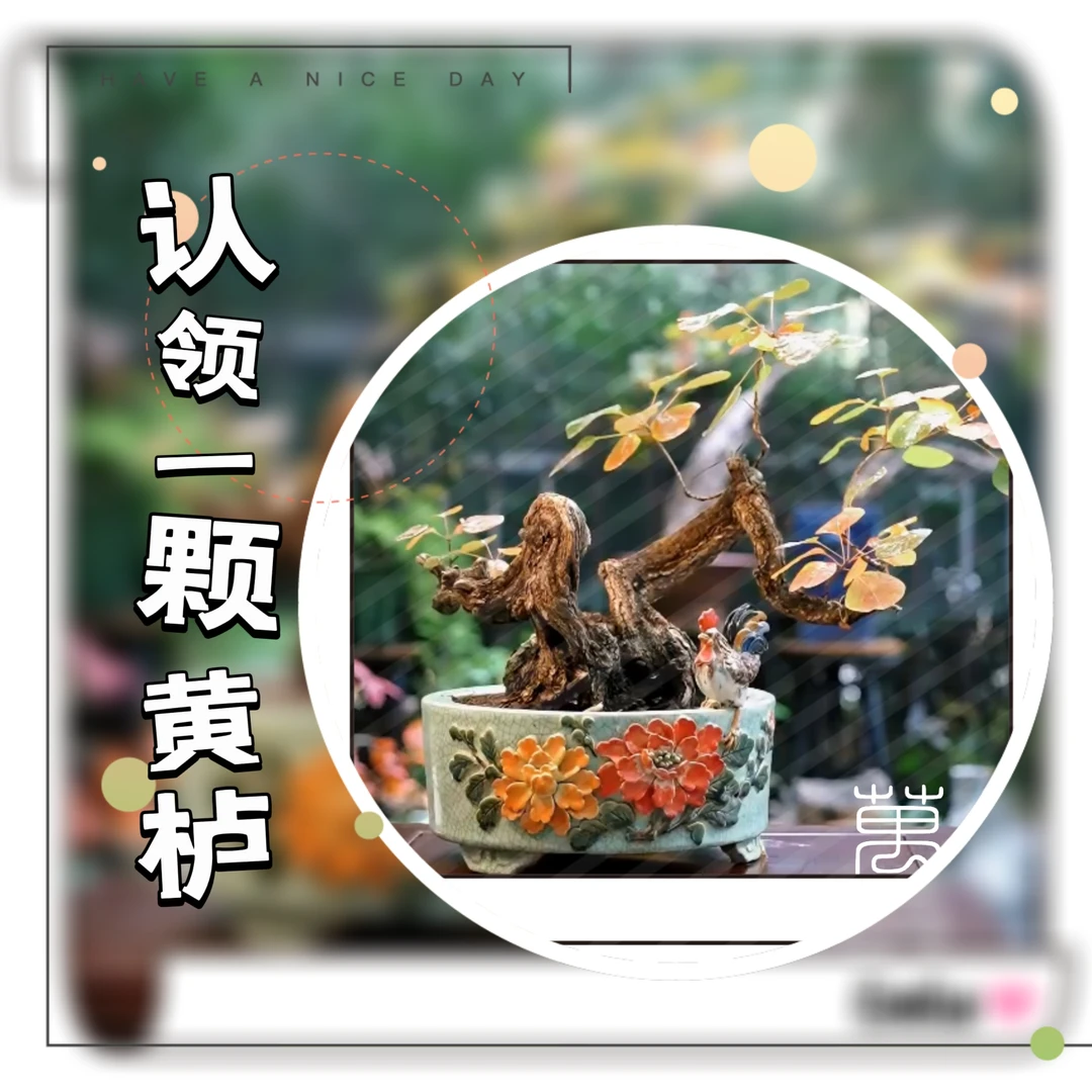 红叶黄栌 精品黄栌 白骨舍利
