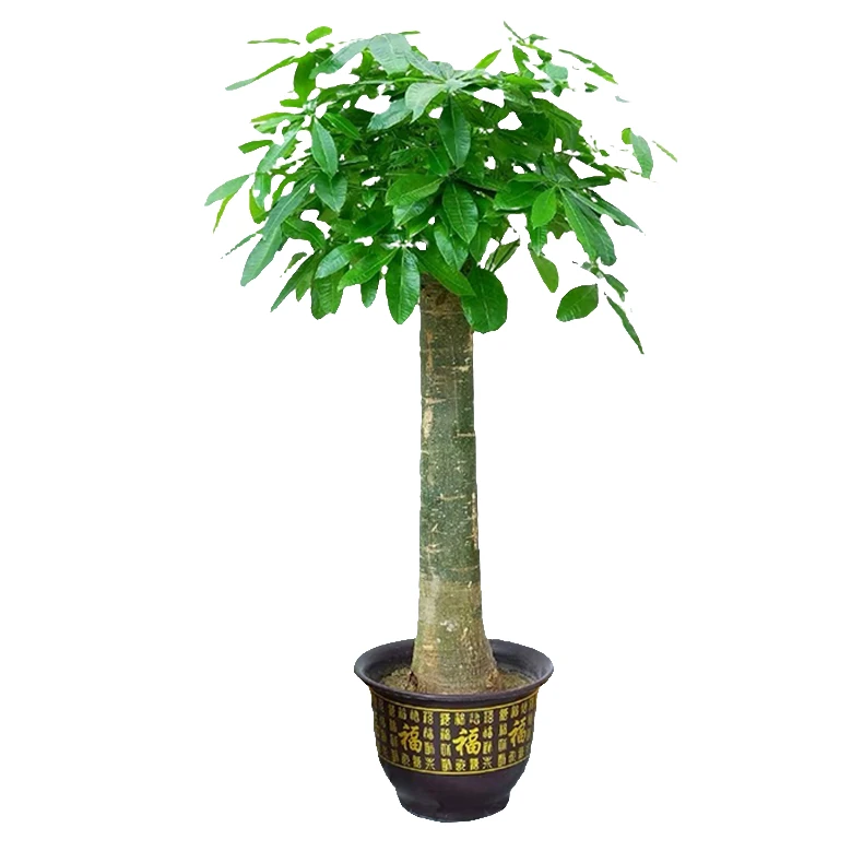 1.3-1.5米发财树盆栽绿植办公室客厅开业送礼除甲醛农场优选大棵