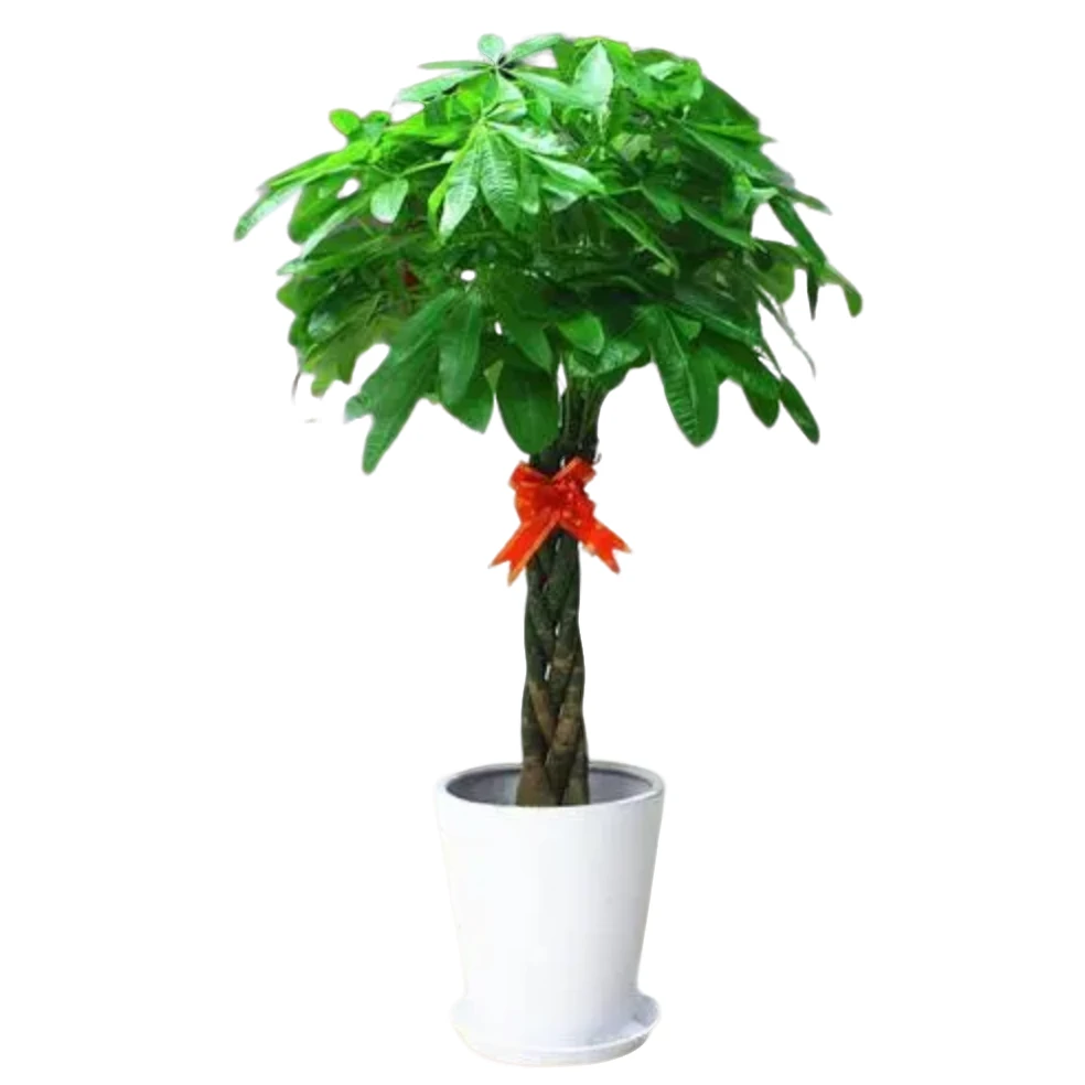 1.1-1.6米辫子发财树盆栽绿植办公室开业送礼净化空气除甲醛优选