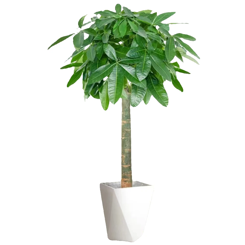 【1.4-1.6米】发财树大颗盆栽绿植办公室客厅开业送礼除甲醛净化