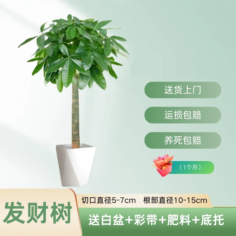 发财树大颗盆栽办公室客厅开业送礼清新除甲醛农场优选净化环境
