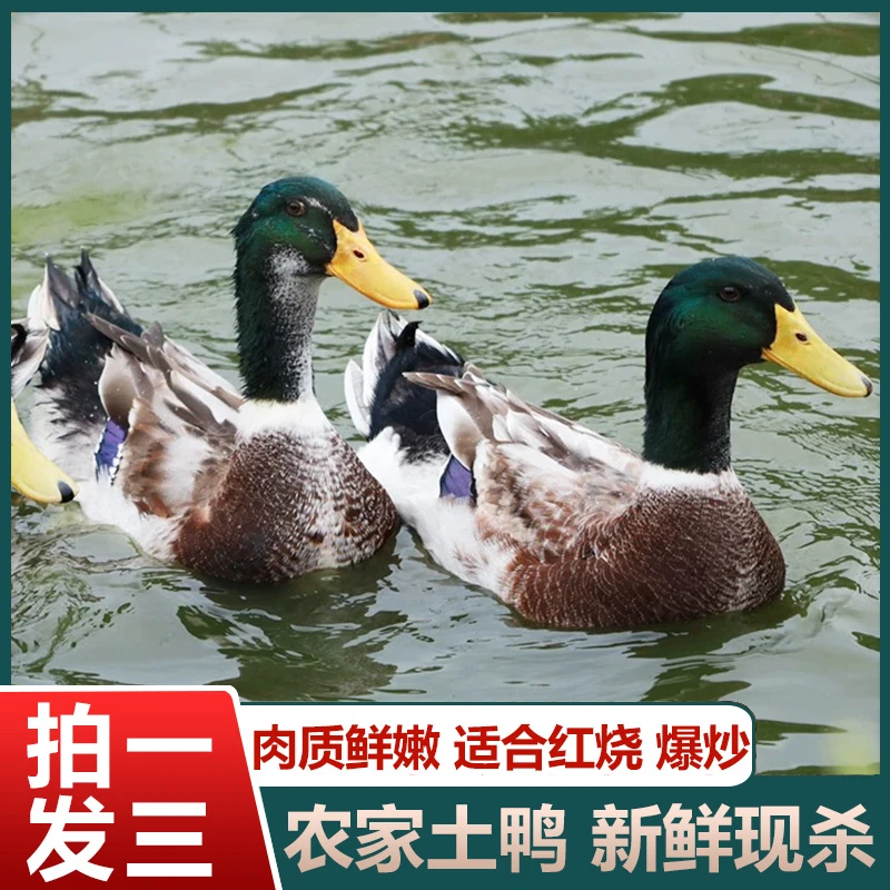 【开播福利】农户放养水鸭3只毛重15斤多净重9斤 非老鸭净膛发货
