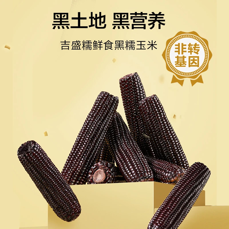【试吃2支】黑糯玉米整箱12根单根220-250g软糯香甜黑糯玉米