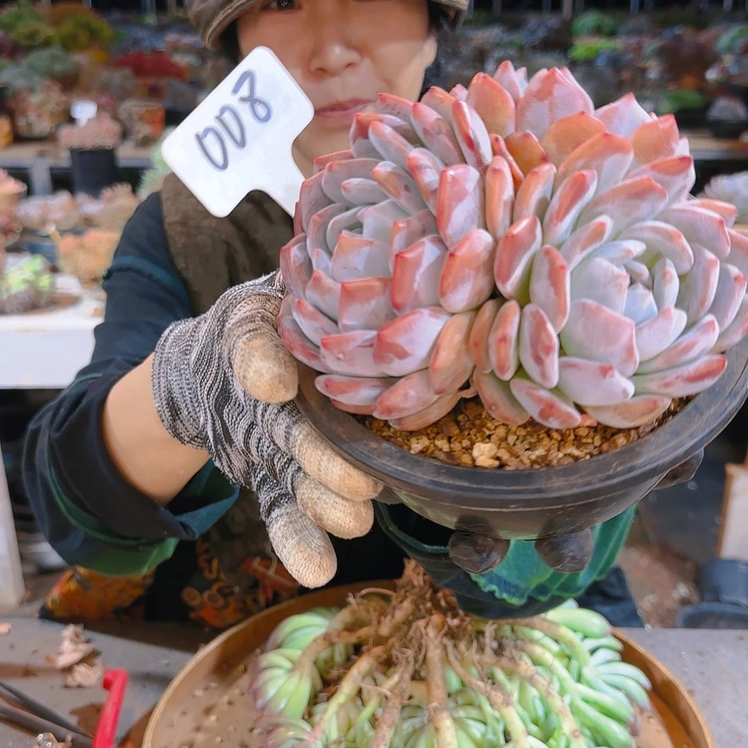 梦露4头48      008号