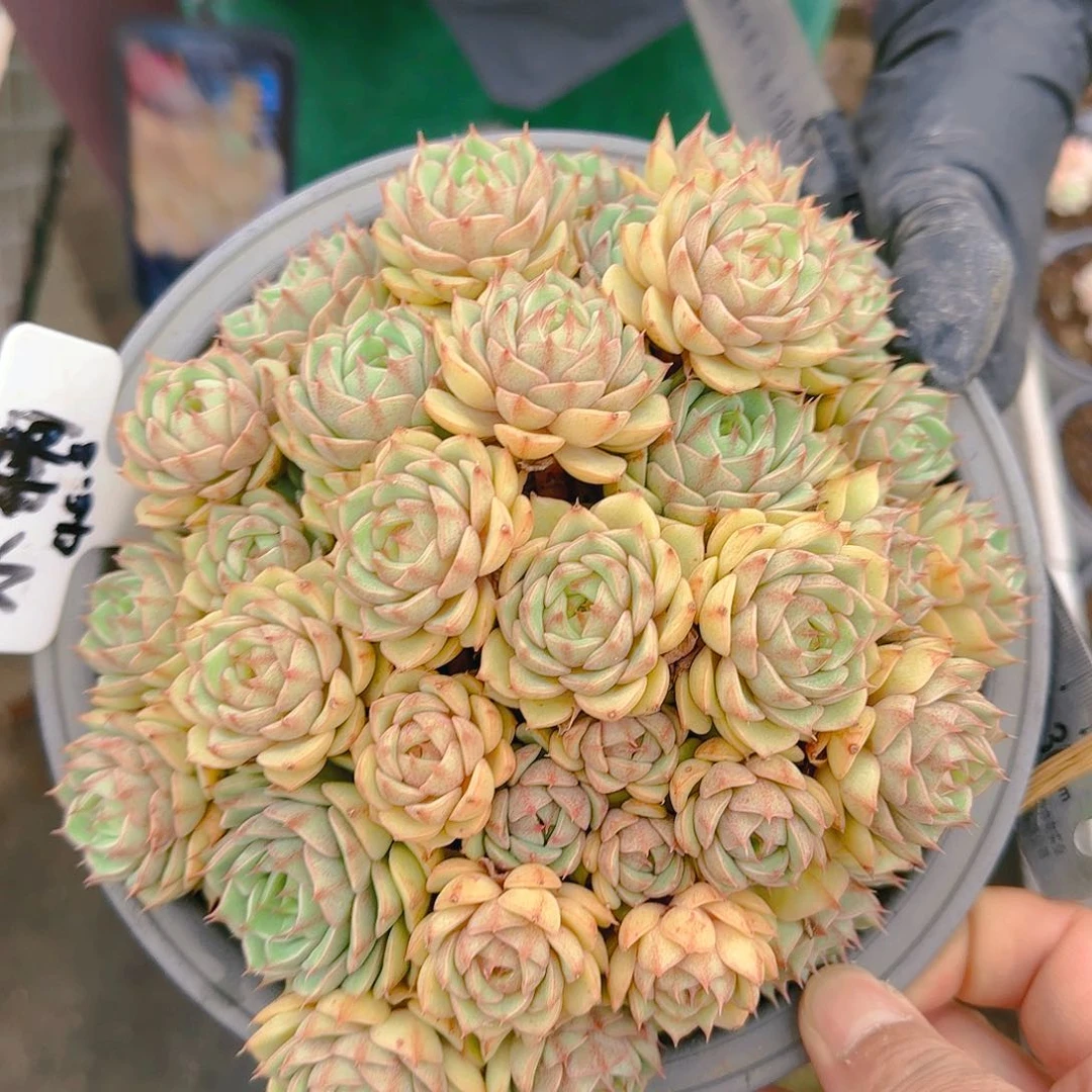 小**?小情，笨吧48.8    肉