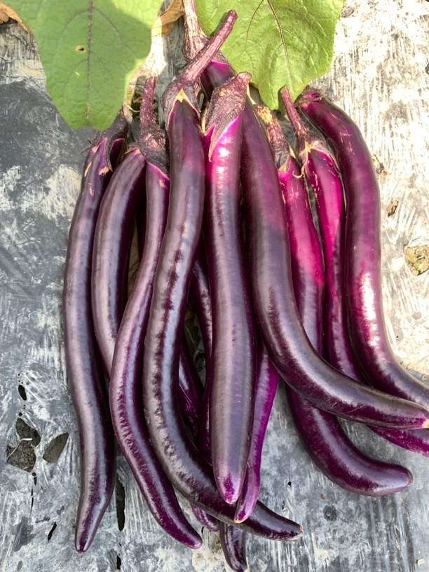 【杭茄】线茄露天农家茄子新鲜线茄茄子现采现发3/5斤