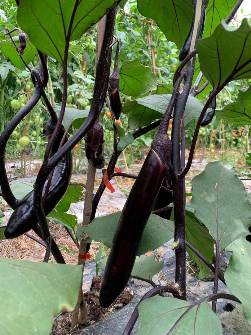 【墨茄】露天软糯茄子黑茄子露天茄子新鲜茄子现采现发3/5斤