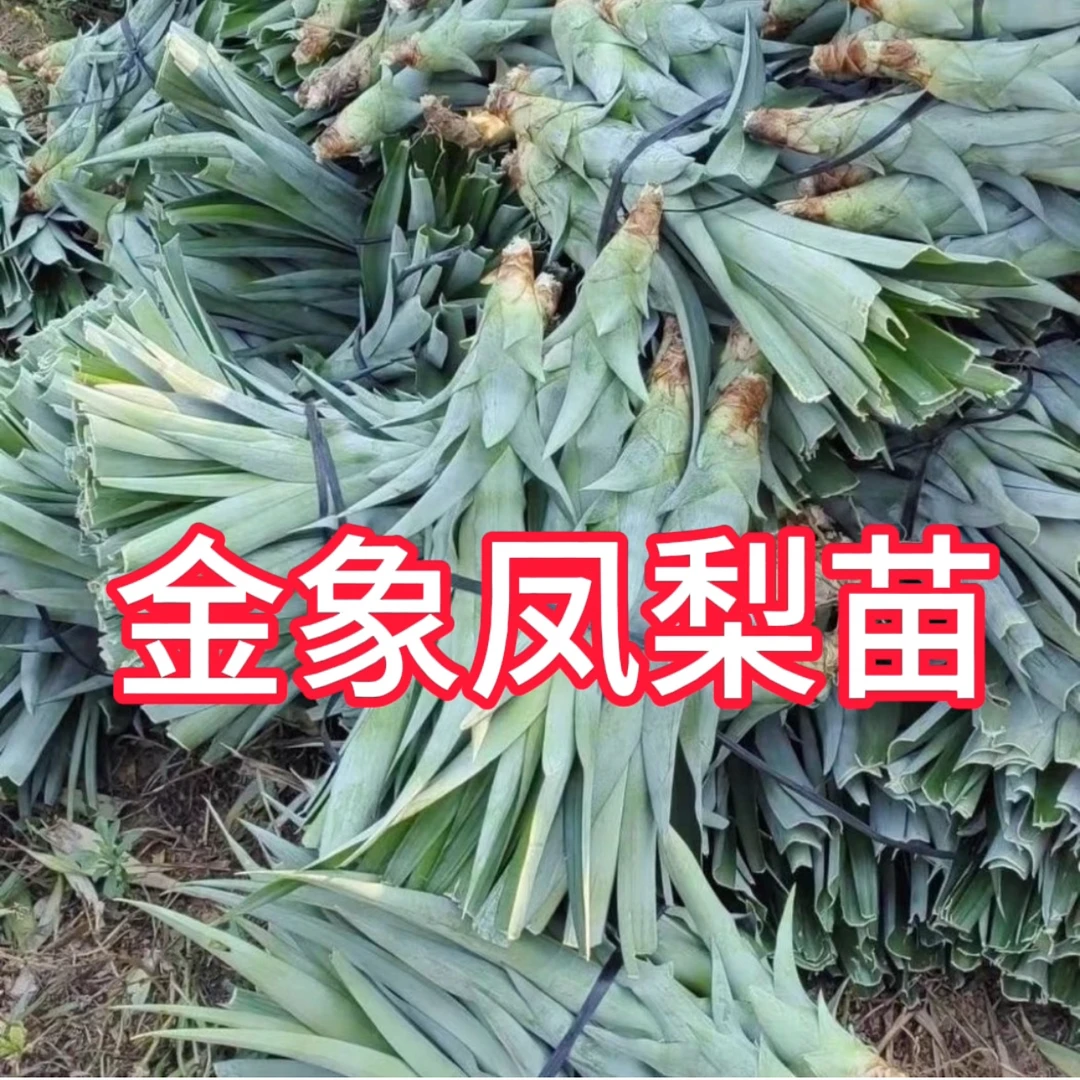印尼坤旬乌龟（金象）大果凤梨苗