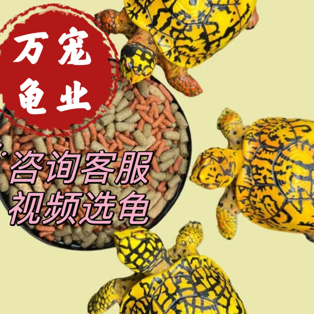 卡罗莱纳箱龟东箱佛箱三趾箱龟活体观赏宠物龟