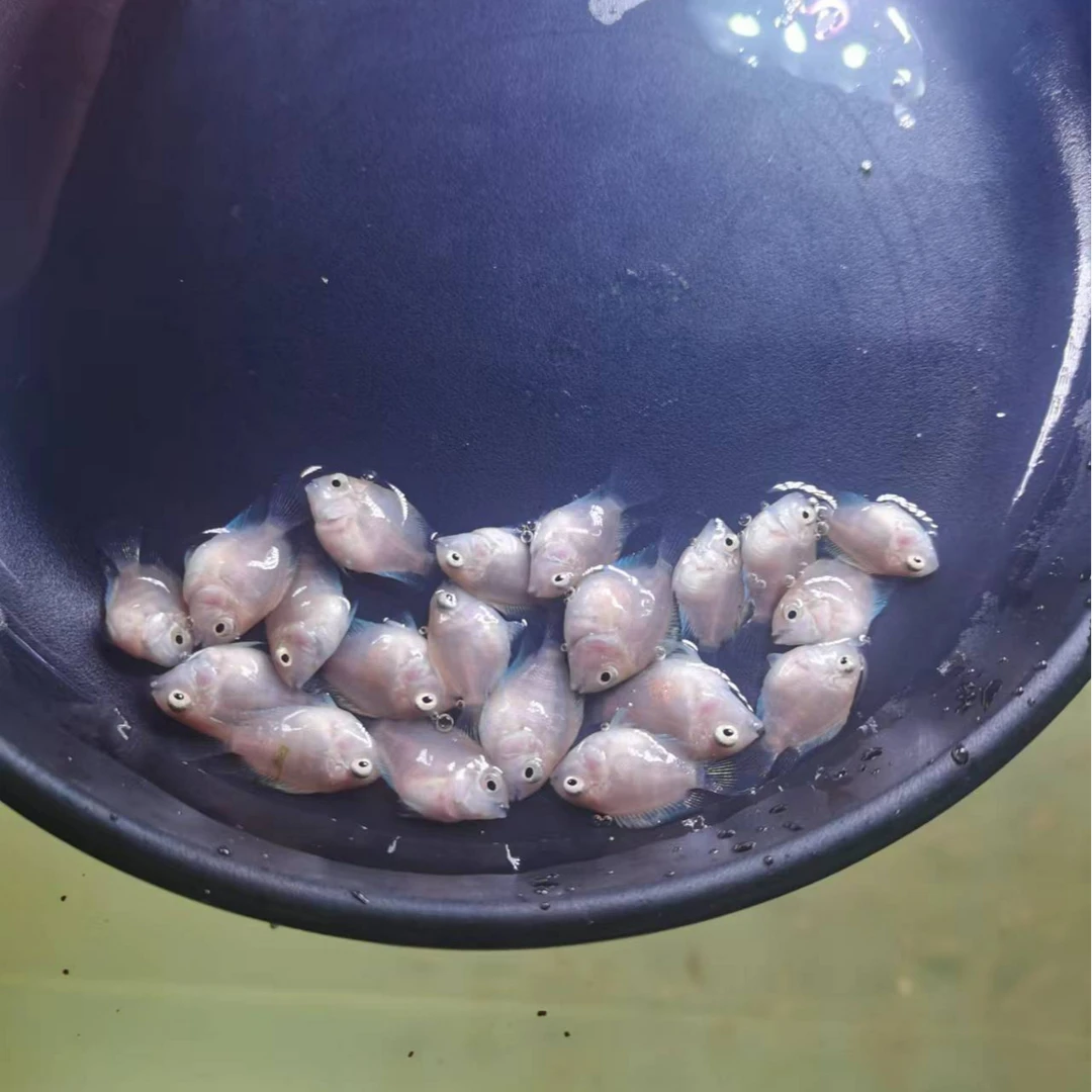 迷你鹦鹉鱼观赏鱼苗热带淡水小型观赏鱼