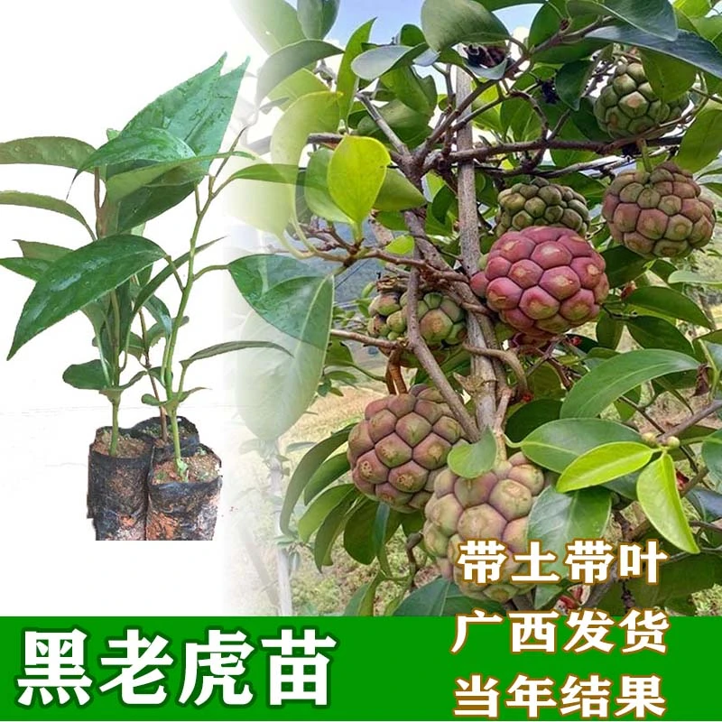 黑老虎苗大果布福娜苗抗寒耐热品种大血藤爬藤果苗南北方种植