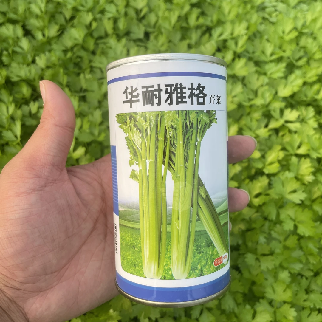 小香芹四季小香芹种子大全芹菜苗种籽秧苗芹菜种子好管理产量好
