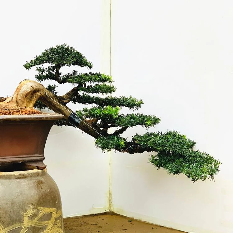 高端盆景罗汉松，源头基地发货，一物一拍