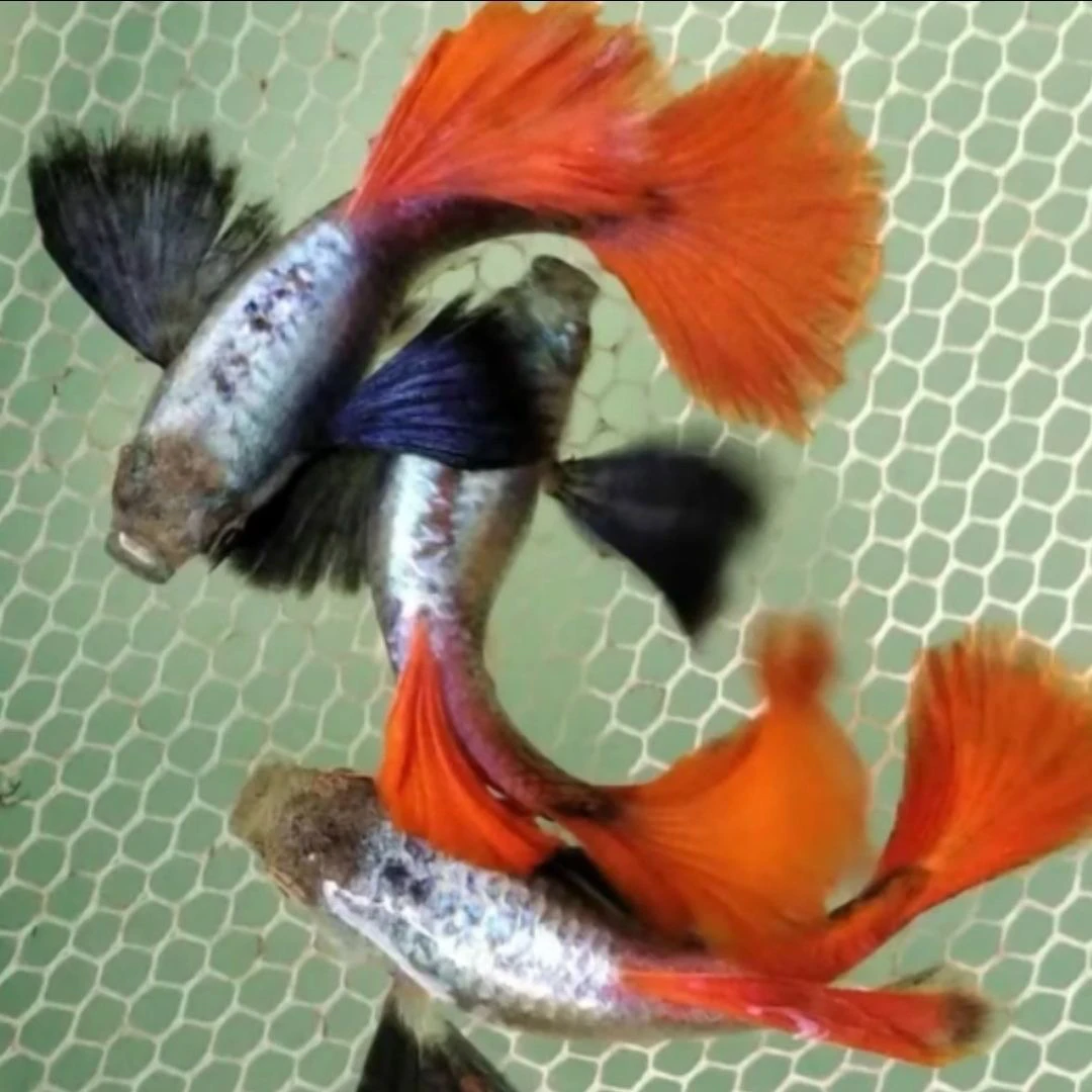 白金红尾象耳孔雀鱼热带鱼观赏鱼