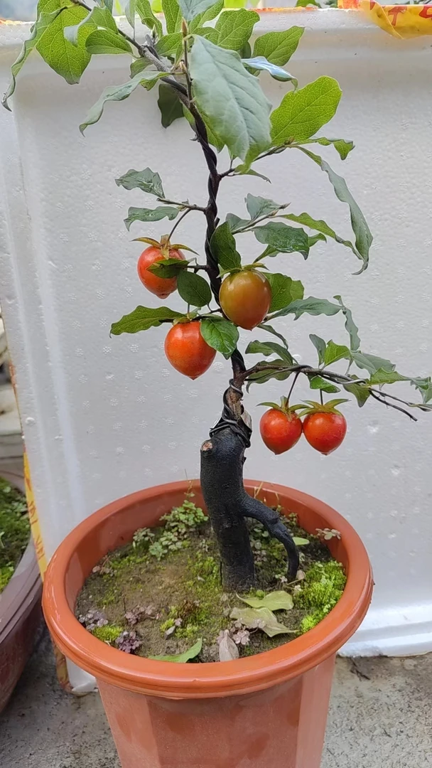 金弹子老鸦柿盆栽付米链接，以实物为准，一物一拍，请勿私自下单。