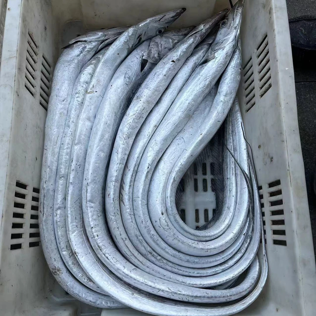 大带鱼（6~9两）黄渤海野生大刀鱼完整无破肚 十斤装