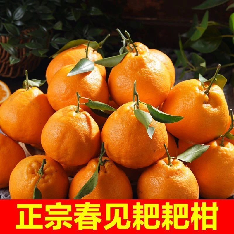 正宗四川春见耙耙柑水果应季新鲜柑橘2/5/8斤现摘粑粑柑丑橘多汁