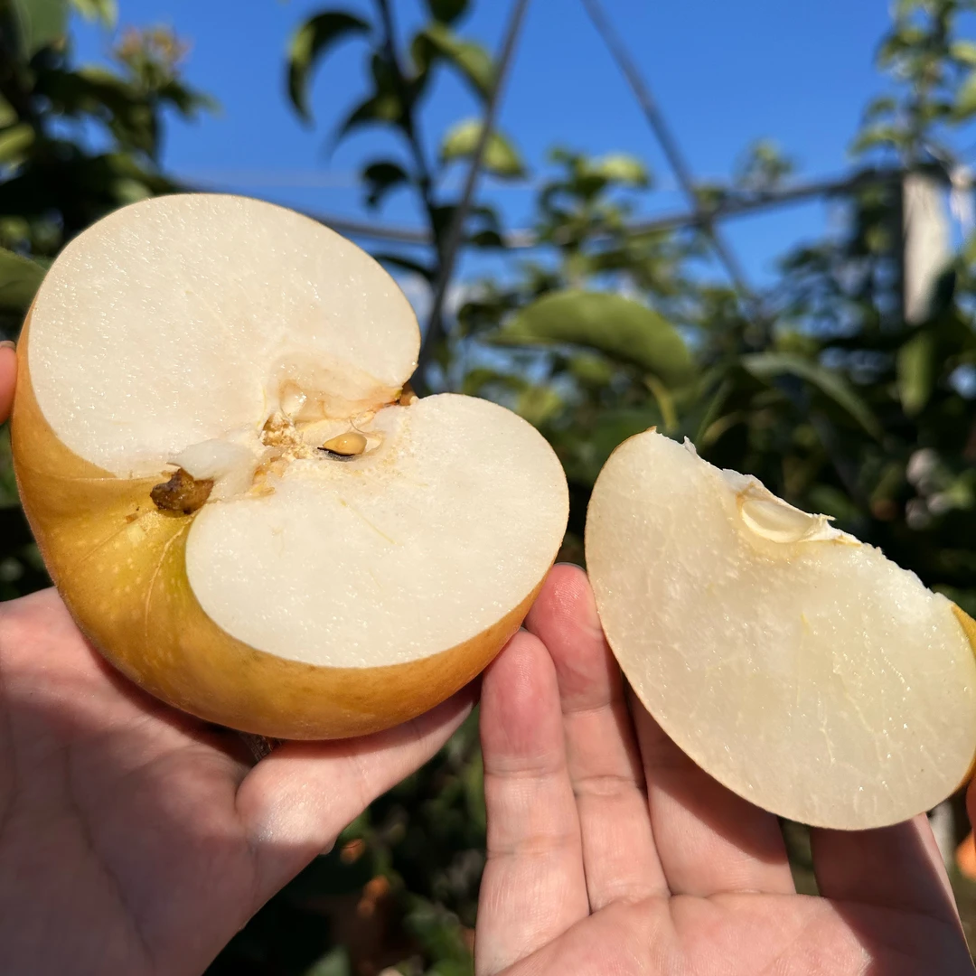正宗莱阳秋月梨，大果5斤，4-5个/箱，核心产区照旺庄叶家泊