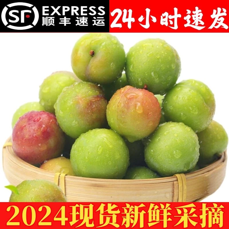 【顺丰24小时速发】钱排三月青李子新鲜采摘孕妇酸脆水果现货包邮