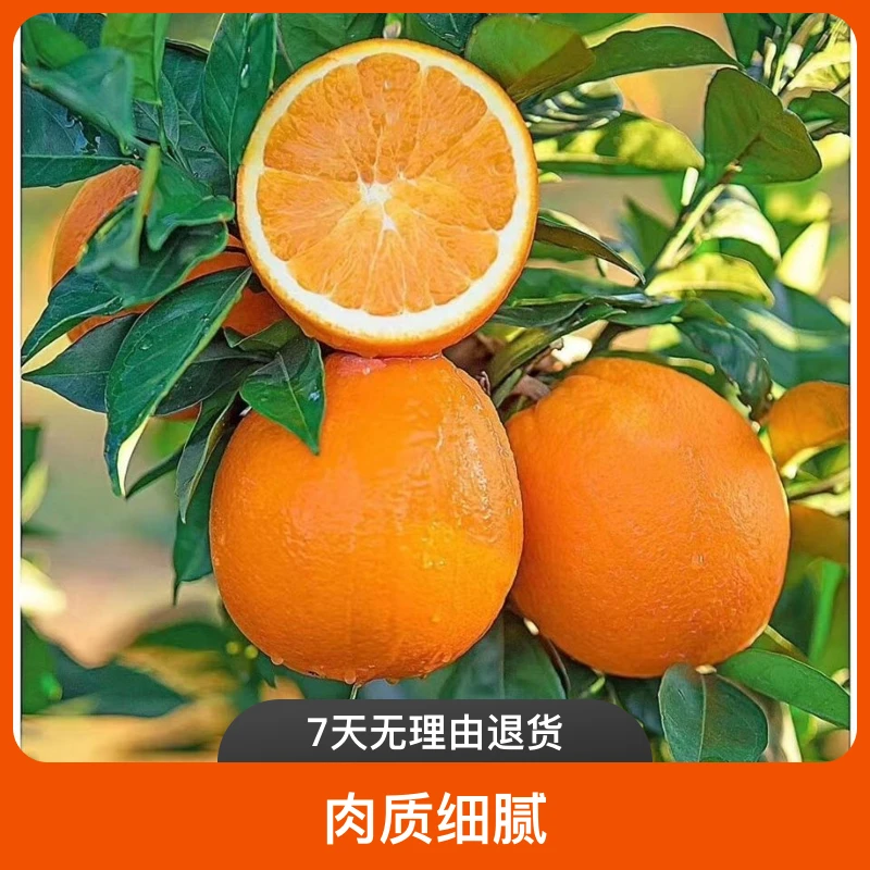 【爆甜多汁】湖北正宗纽荷尔脐橙橙子正宗脐橙新鲜应季水果现摘香甜