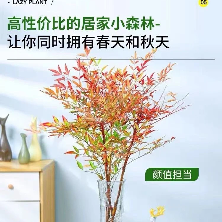 造型南天竹绿植中大型室内盆栽客厅造景庭院四季常青好养活水培