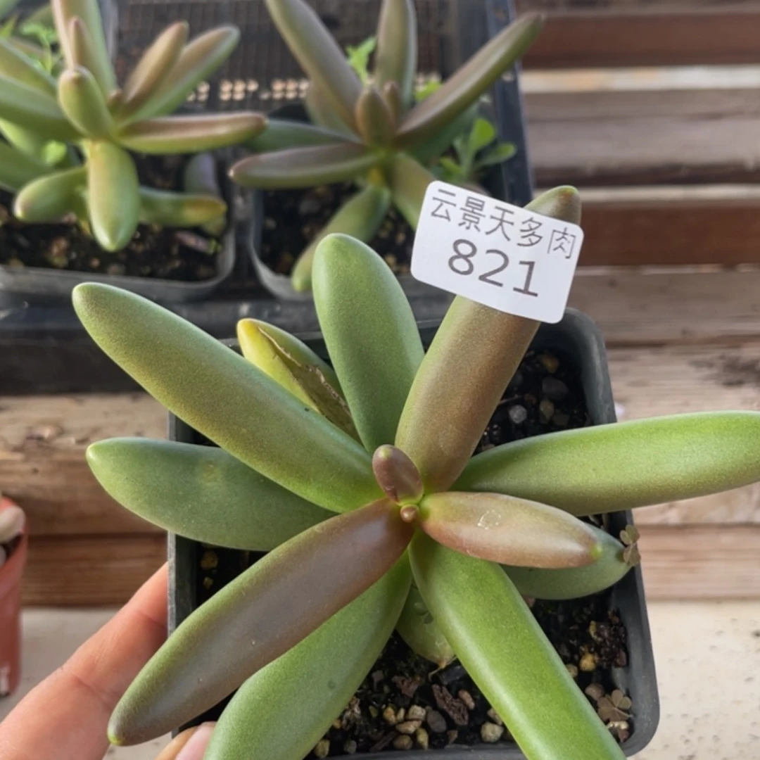 【闪购商品】821。
