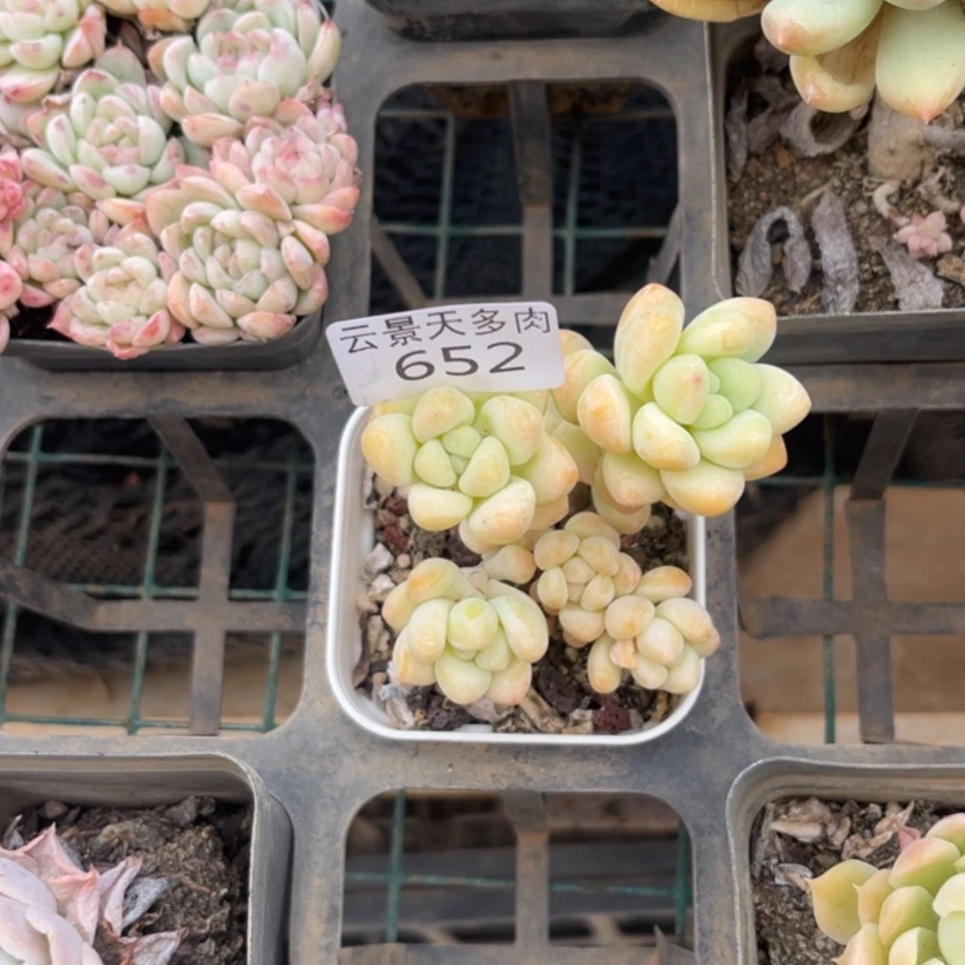 【闪购商品】652。