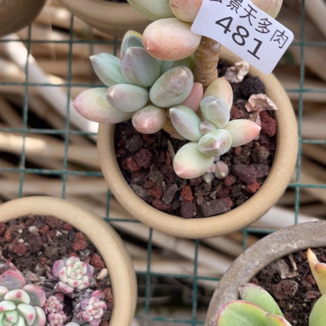 【闪购商品】481。