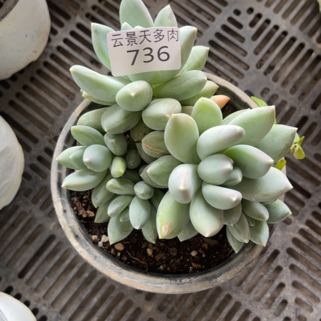 【闪购商品】736。