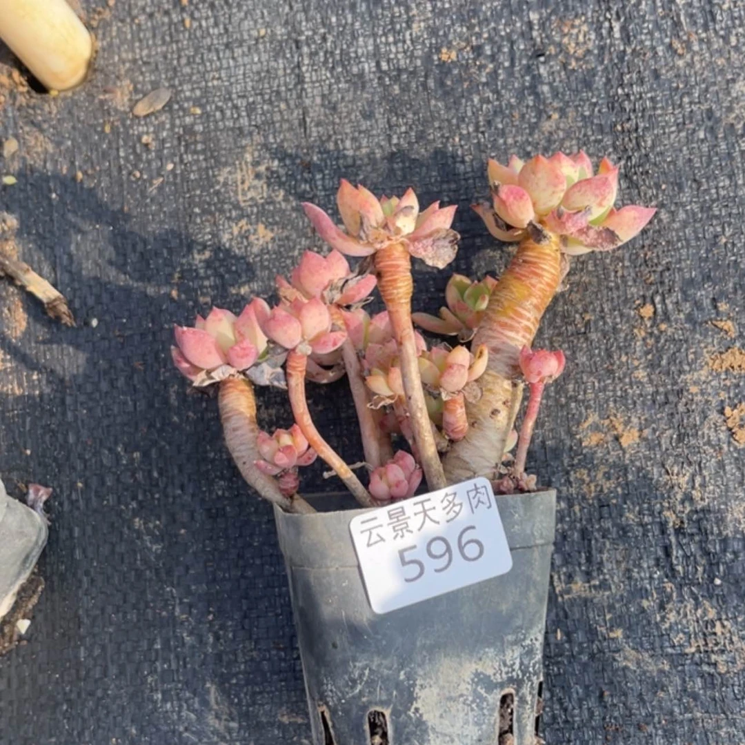 【闪购商品】596。